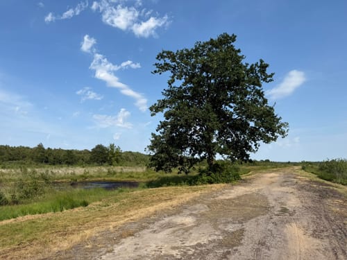 A2 Hille-Torfmoor