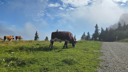 Steinling Alm