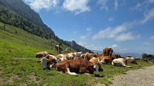 Steinling Alm