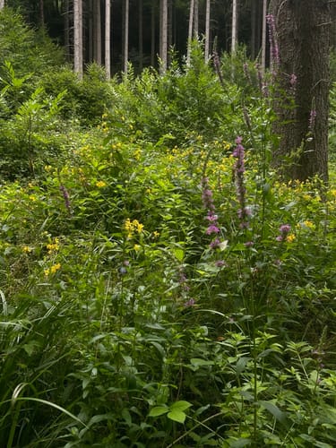 Römerpfad (Premiumwanderweg)