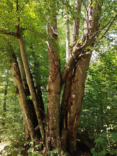 Naturpark Schönbuch Rundweg