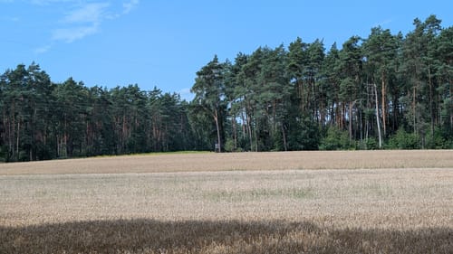 Heidelauf Soltau (5 km Strecke)