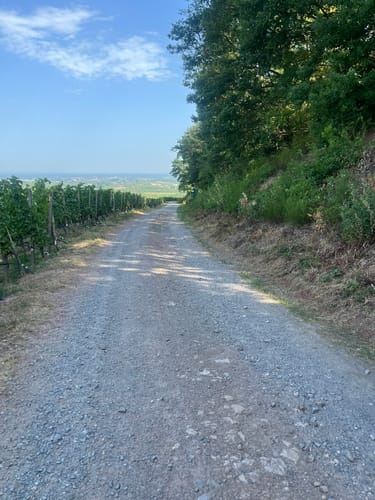 Durbacher Weinpanorama (Premiumwanderweg)