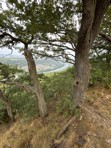 Moseltalschanzen (Moselsteig Seitensprung)