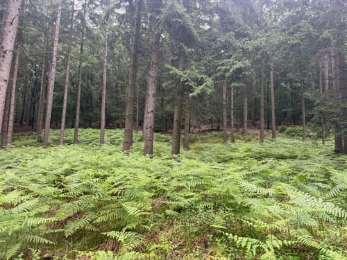 Rundweg am Waldwinkel