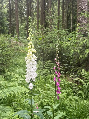 Rundweg am Waldwinkel