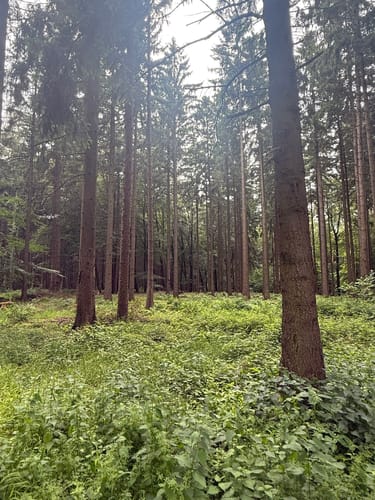Rundweg am Waldwinkel