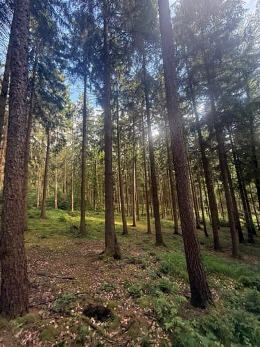 Rundweg am Waldwinkel