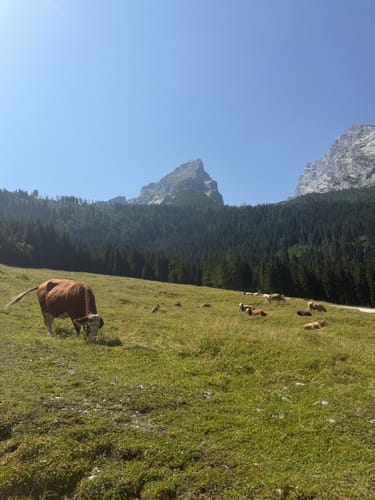 Grünstein Runde