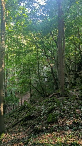 Reisberg ab Leutenbach