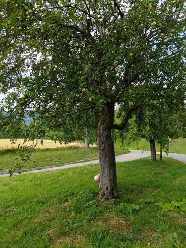 Burg Hohennagold und Wald zwischen Nagold und Waldach