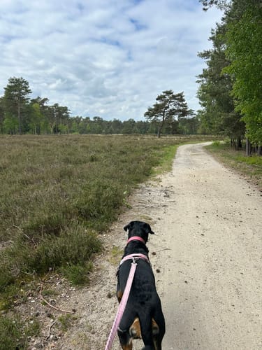 Nordpfad 'Dör't Moor'
