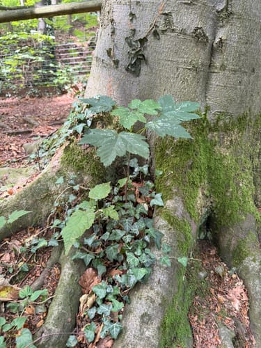 Kleine Felsenmeerrunde