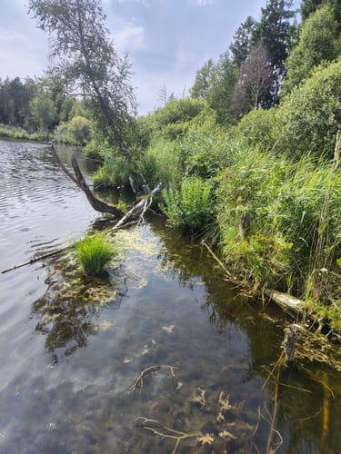 Pfrunger-Burgweiler Ried: Großer Trauben