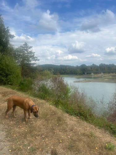 Wuppertalsperre – Honsberg (Hunderunde)