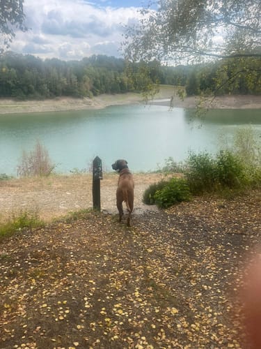 Wuppertalsperre – Honsberg (Hunderunde)