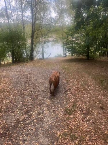 Wuppertalsperre – Honsberg (Hunderunde)