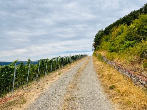 Saar-Riesling-Steig (Moselsteig Seitensprung)