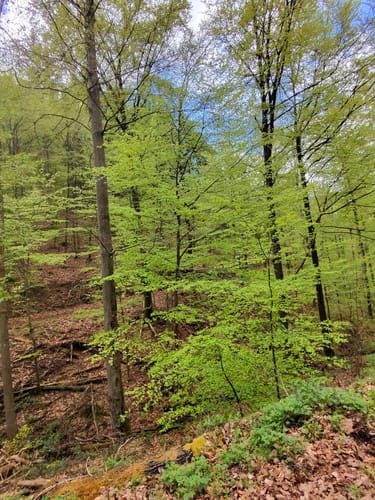 Falkensteiner Schlucht und Burg Falkenstein