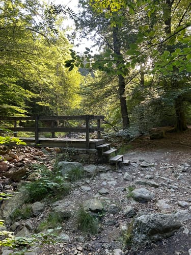 Der Wald von Haus Ternell [CLOSED]