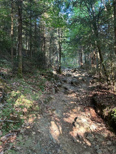 Der Wald von Haus Ternell [CLOSED]