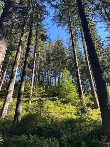 Der Wald von Haus Ternell [CLOSED]