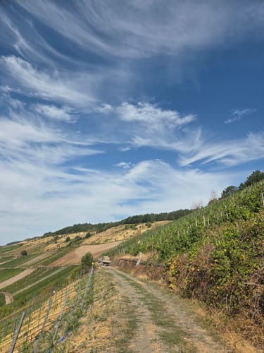 Weinbergwanderung in Mehring an der Mosel