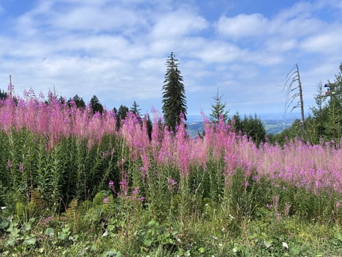 Kappeler Alp - Edelsberg - Alpspitze