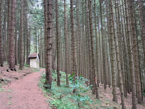 Kappeler Alp - Edelsberg - Alpspitze