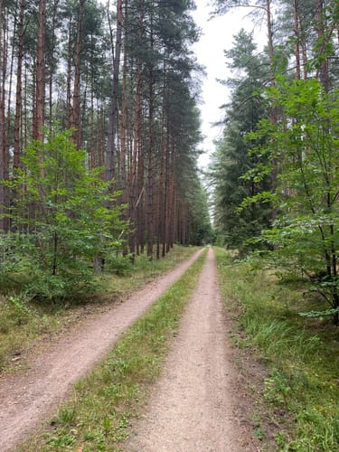 Lenzen - Ferbitz - Wald
