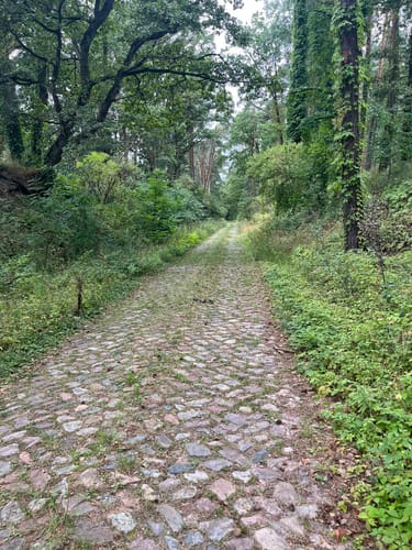 Lenzen - Ferbitz - Wald
