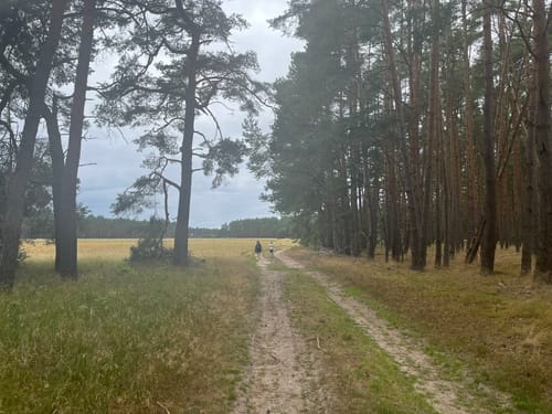 Lenzen - Ferbitz - Wald