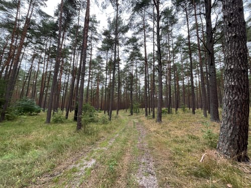 Lenzen - Ferbitz - Wald