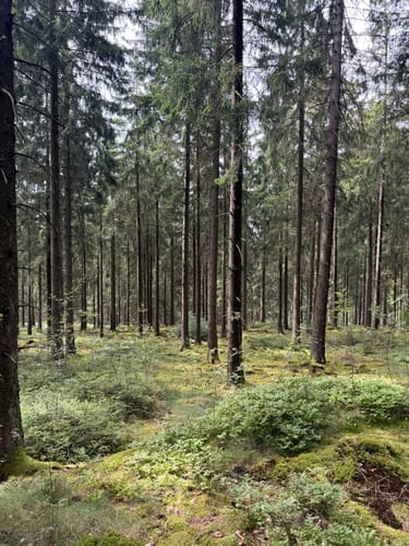 Ölmühlentour (Traumschleife)