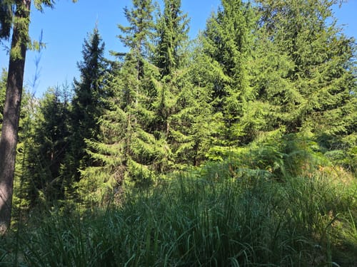 Rundwanderweg Dossenheim 3