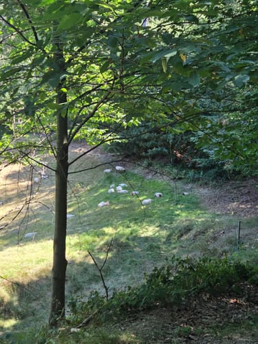 Rundwanderweg Dossenheim 3