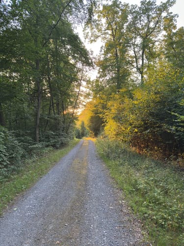 Bauernwald ab Flacht