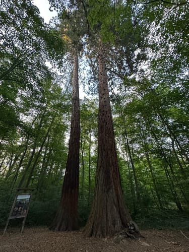 Bauernwald ab Flacht