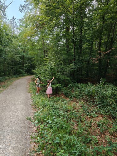 Burg Hohennagold und Wald zwischen Nagold und Waldach