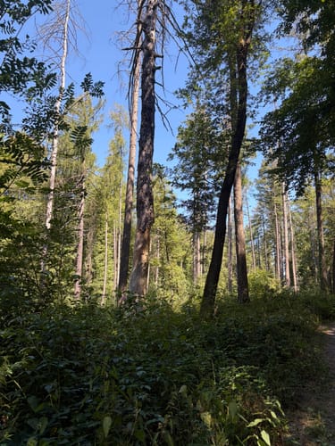 Friedrichsdorf nach Saalburg