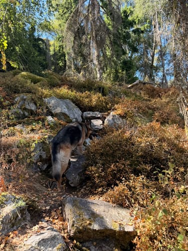Kirschweiler Festung (Premiumwanderweg)