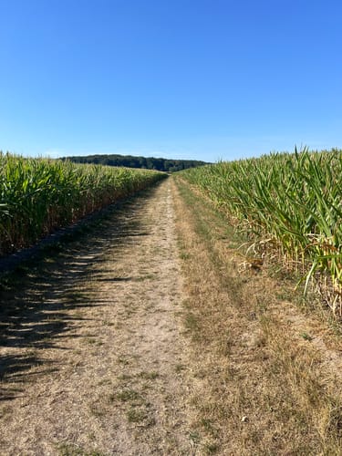 Grote Rivierenpad (E8) Etappe 15: Kranenburg – Kleve