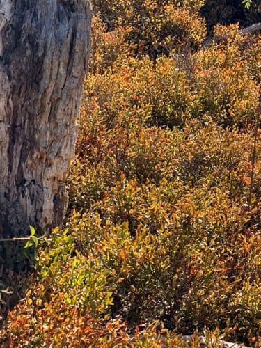 Kirschweiler Festung (Premiumwanderweg)