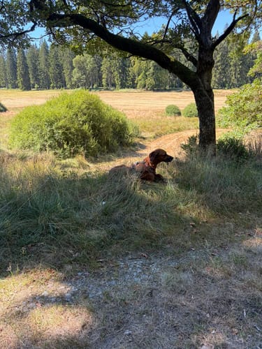 Dunkle Fichtenforste und lichte Bruchwälder