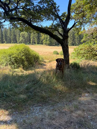 Dunkle Fichtenforste und lichte Bruchwälder