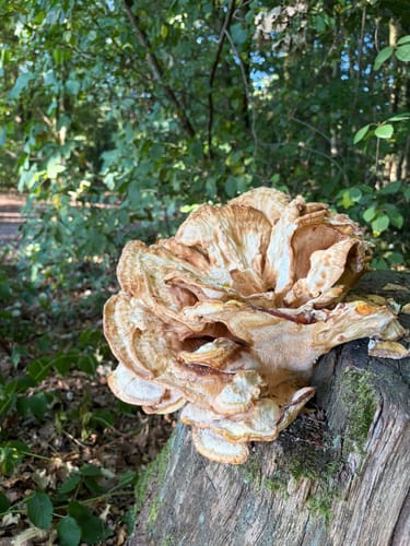 Natursteig Sieg Etappe 1: Siegburg - Hennef