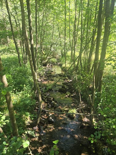 W1 Willingen - Mühlenkopfschanze