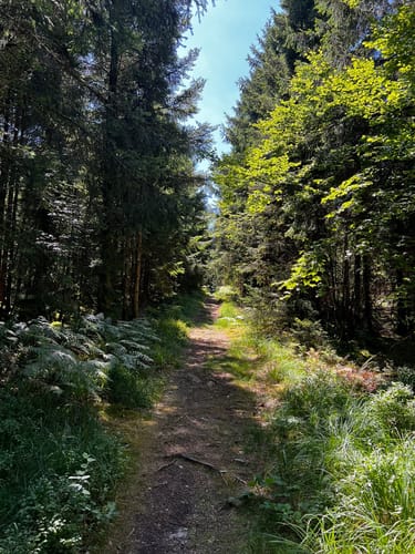 Glaswaldsee - Teufelskanzel - Südliche Griesbacher Wasserfälle
