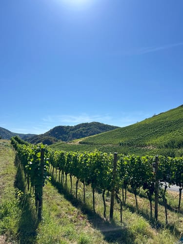 Rotweinwanderweg von Altenahr nach Dernau