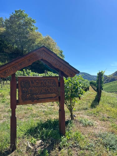 Rotweinwanderweg von Altenahr nach Dernau